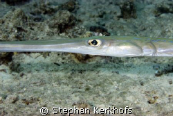 smooth cornetfish (fistularia commersonii), what's in an ... by Stephan Kerkhofs 